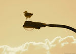 Seagull Overlooking the World